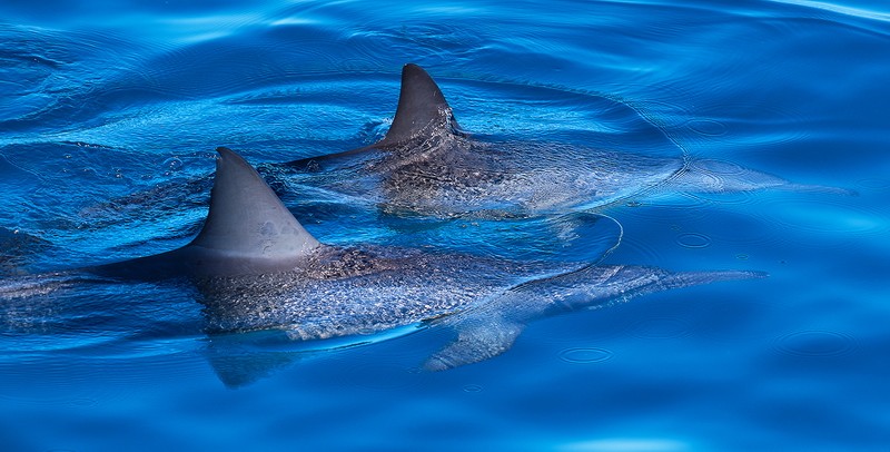 Spinner Dolphins